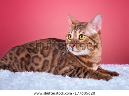 Beautiful stylish Bengal cat. Animal portrait. Bengal cat is lying. Pink background. Collection of funny animals