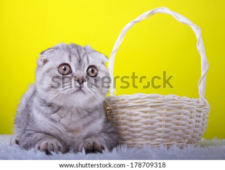 Beautiful stylish purebred british cat. Animal portrait. Purebred cat is lying. Yellow background. Colorful decorations. Collection of funny animals