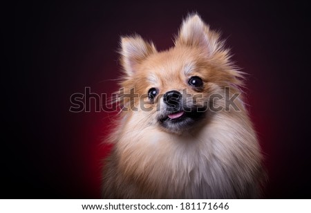 Beautiful spitz dog. Animal portrait. Stylish photo. Red background. Collection of funny animals