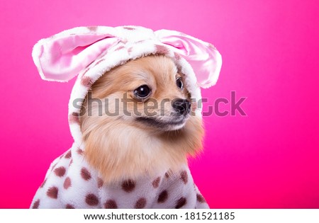 Beautiful spitz dog with bow-tie. Animal portrait. Spitz dog in stylish clothes. Pink background. Colorful decorations. Collection of funny animals