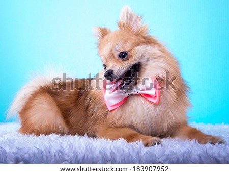 Beautiful spitz dog with bow-tie. Animal portrait. Spitz dog in stylish clothes. Blue background. Colorful decorations. Collection of funny animals