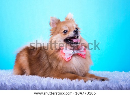 Beautiful spitz dog with bow-tie. Animal portrait. Spitz dog in stylish clothes. Blue background. Colorful decorations. Collection of funny animals