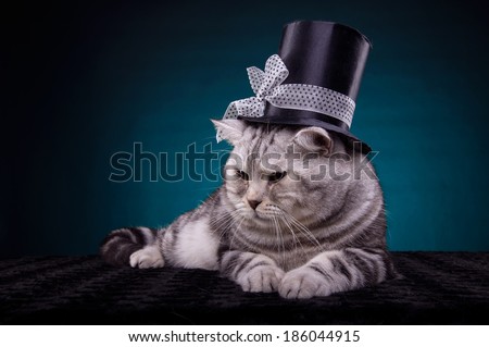 Beautiful stylish british cat. Animal portrait. British cat with hat is lying. Blue background. Colorful decorations.