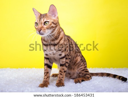 Beautiful bengalensis cat ifs isolated on a yellow background. Colorful decorations. Animal portrait