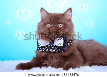 British cat with yellow bow-tie and funny hat is looking on a bubbles