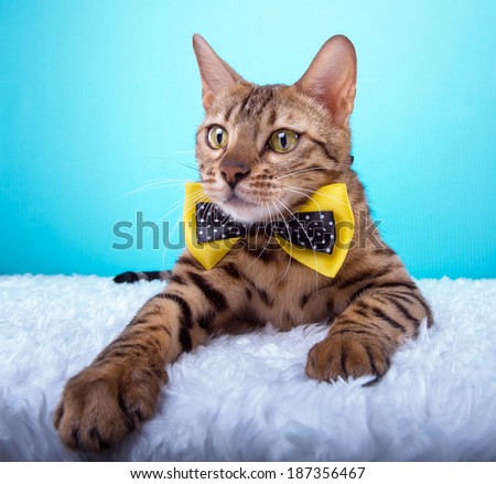 Beautiful stylish purebred bengalensis cat. Animal portrait. Purebred cat is lying. Blue background. Colorful decorations