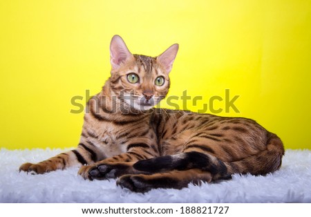 Beautiful bengalensis cat ifs isolated on a yellow background. Colorful decorations. Animal portrait