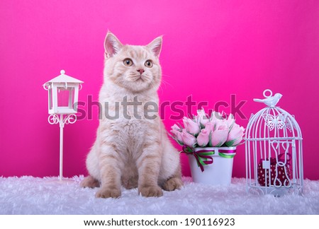 Beautiful stylish purebred british cat. Animal portrait. Purebred cat is lying. Pink background. Colorful decorations