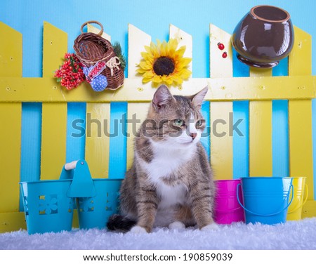 Beautiful stylish purebred cat. Animal portrait. Purebred cat is lying. Blue background. Colorful decorations