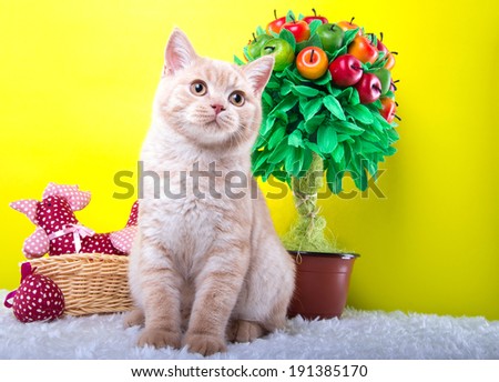 Beautiful stylish purebred british cat. Animal portrait. Purebred cat is lying. Yellow background. Colorful decorations
