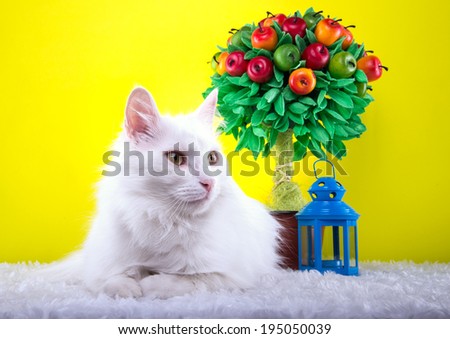 Beautiful stylish purebred white cat. Animal portrait. Purebred cat is lying. Yellow background. Colorful decorations