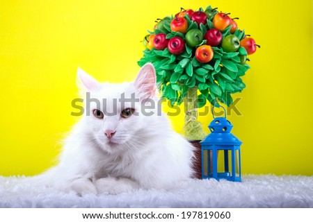 Beautiful stylish purebred white cat. Animal portrait. Purebred cat is lying. Yellow background. Colorful decorations