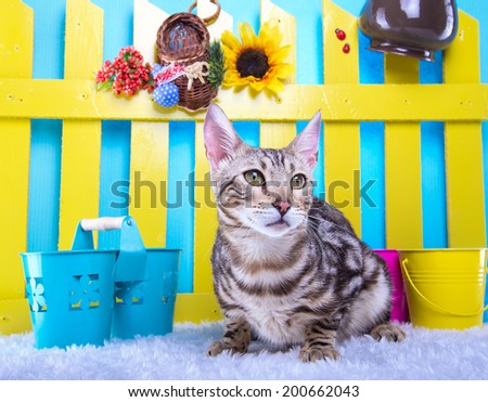 Beautiful stylish Bengal cat. Animal portrait. Bengal cat is lying. Blue background. Collection of funny animals. Colorful decorations