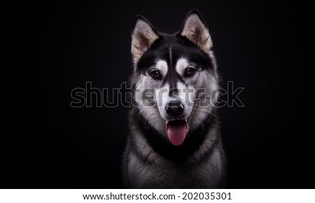 Beautiful siberian husky. Pedigree dog. Beautiful husky dog looking at the camera
