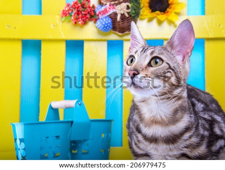 Beautiful stylish Bengal cat. Animal portrait. Bengal cat is lying. Blue background. Collection of funny animals. Colorful decorations