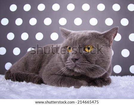 Beautiful stylish purebred british cat. Animal portrait. Purebred cat is lying. Beautiful background