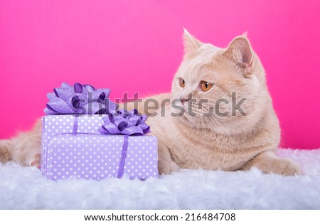 Beautiful stylish british cat with nice presents. Animal portrait. British cat lying. Pink background. Colorful decorations. Collection of funny animals