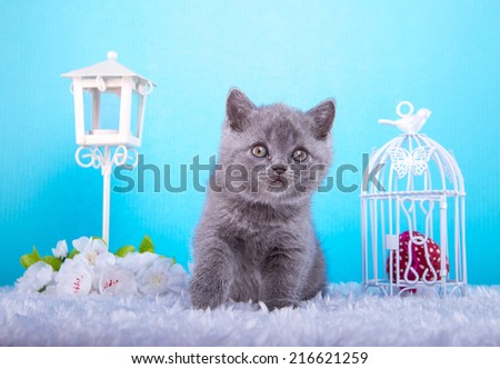 Beautiful stylish purebred british cat. Animal portrait. Purebred cat is lying. Blue background. Colorful decorations