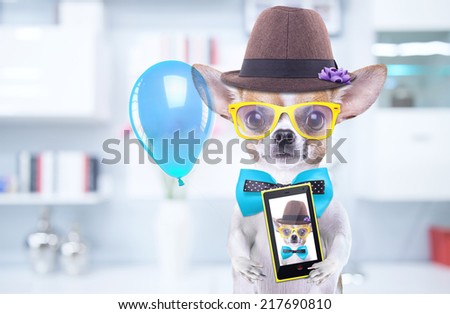 Smart beautiful dog chihuahua photographed themselves on the phone. Funny animals. Fashionable dog dressed in beautiful clothes. Hipster dog