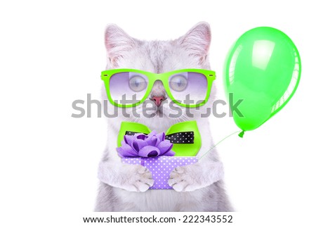 Smart beautiful british cat with a gift box. Funny animals. Trendy cat dressed in beautiful clothes