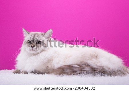 Beautiful stylish purebred cat. Animal portrait. Purebred cat is sitting. Pink background. Colorful decorations. Collection of funny animals