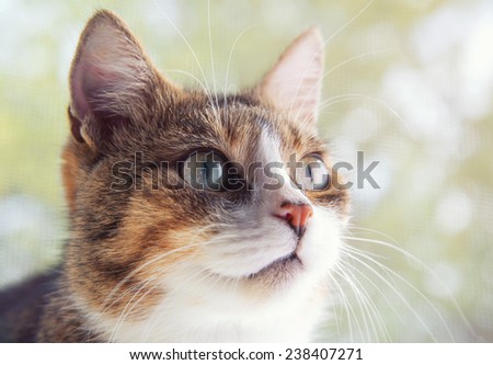 Beautiful stylish purebred cat. Animal portrait. Purebred cat is sitting. Green background. Colorful decorations. Collection of funny animals