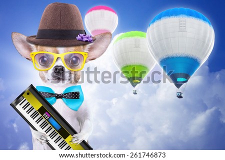Smart beautiful dog chihuahua with piano. Funny animals. Fashionable dog dressed in beautiful clothes