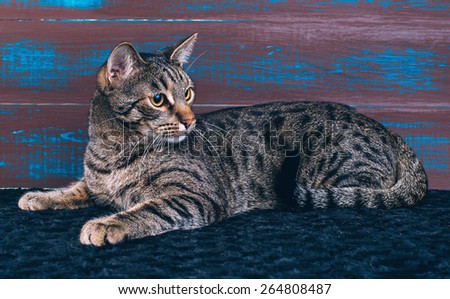 Beautiful stylish Bengal cat. Animal portrait. Bengal cat is lying. Wood background. Collection of funny animals