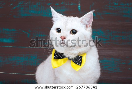 Beautiful stylish purebred cat. Animal portrait. Purebred cat is sitting. Brown background. Colorful decorations. Collection of funny animals