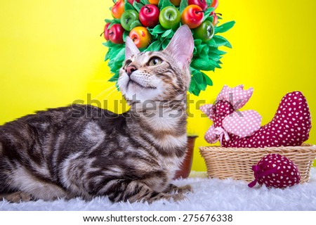 Beautiful stylish Bengal cat. Animal portrait. Bengal cat is lying. Yellow background. Collection of funny animals. Colorful decorations
