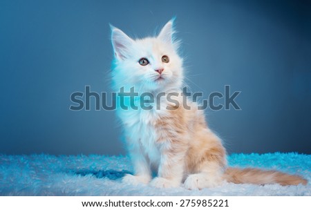 Beautiful stylish purebred maine coon cat. Animal portrait. Purebred cat is lying. Colorful decorations
