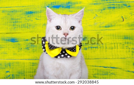 Beautiful stylish purebred cat. Animal portrait. Purebred cat is sitting. Yellow background. Colorful decorations. Collection of funny animals