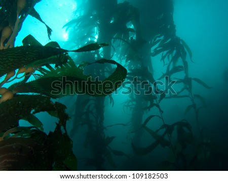 Dark image of underwater kelp forest with room for copy