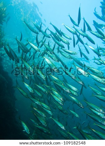 Monochromatic image of schooling fish in swirling pattern