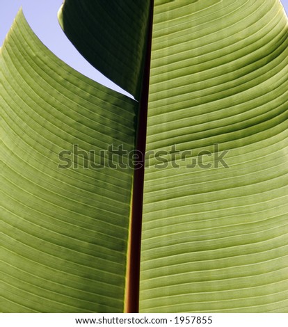 Large leaf, picture taken in Asia. Banana leaf.