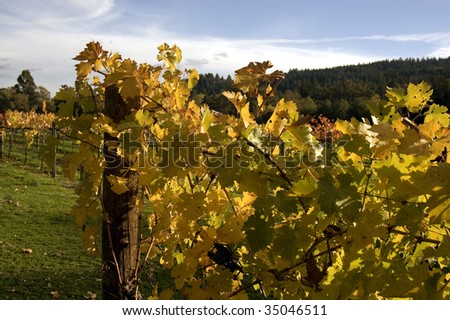 Fall in the California Wine Country