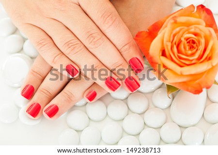 Close-up Of Manicured Nail With Nail Varnish Near The Rose