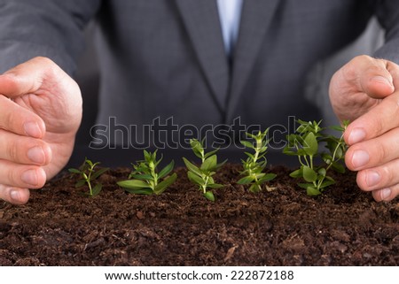 Businessman hands protecting growing saplings in soil