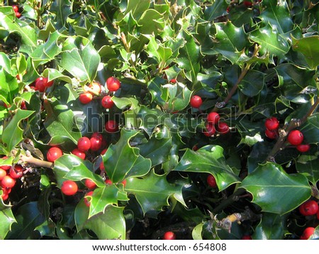 red holly berries and green holly leaves
