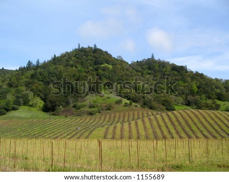 Napa Valley California vineyard fields in early spring