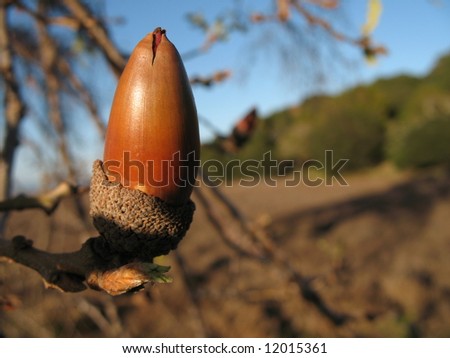 a single acorn on an oak tree with california hills in the background