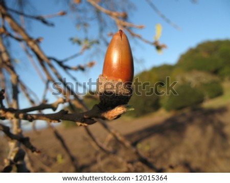 a single acorn on an oak tree with california hills in the background