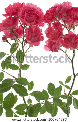 Studio Shot of Red Colored Rose Flowers Isolated on White Background. Large Depth of Field (DOF). Macro.