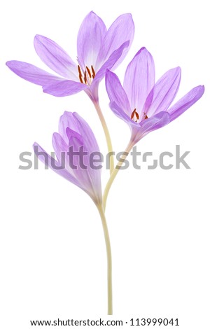 Studio Shot of Blue Colored Colchicum Flowers Isolated on White Background. Large Depth of Field (DOF). Macro.