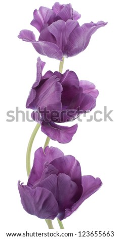 Studio Shot Of Purple Colored Tulip Flowers Isolated On White Background. Large Depth Of Field (Dof). Macro. National Flower Of The Netherlands, Turkey And Hungary.