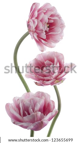 Studio Shot of Pink and White Colored Tulip Flowers Isolated on White Background Large Depth of Field DOF Macro National Flower of The Netherlands Turkey and Hungary Studio Shot of Pink and White Colored Tulip Flowers Isolated on White Background Large Depth of Field DOF Macro National Flower of The Netherlands Turkey and Hungary