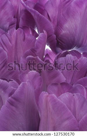 Studio Shot of Purple Colored Tulip Flowers Background. Large Depth of Field (DOF). Macro. National Flower of The Netherlands, Turkey and Hungary.
