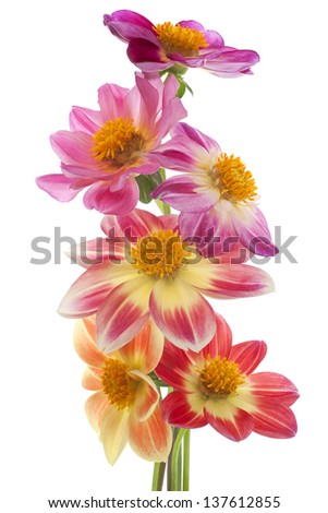 Studio Shot of Multicolored Dahlia Flowers Isolated on White Background. Large Depth of Field (DOF). Macro. Symbol of Elegance, Dignity and Good Taste.