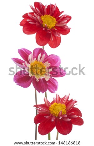 Studio Shot of Red and Magenta Colored Dahlia Flowers Isolated on White Background. Large Depth of Field (DOF). Macro. Symbol of Elegance, Dignity and Good Taste.