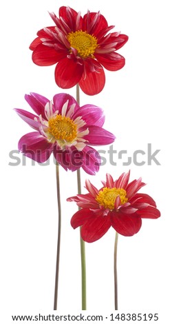 Studio Shot of Red and Magenta Colored Dahlia Flowers Isolated on White Background. Large Depth of Field (DOF). Macro. Symbol of Elegance, Dignity and Good Taste.